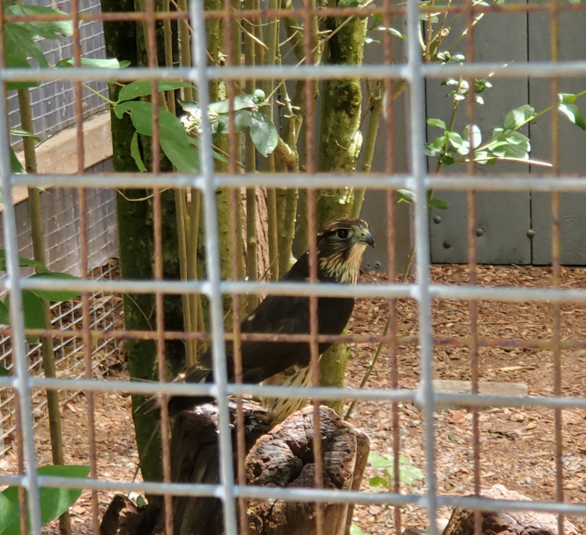 Quogue Wildlife Refuge (2022) - Merlin Falcon