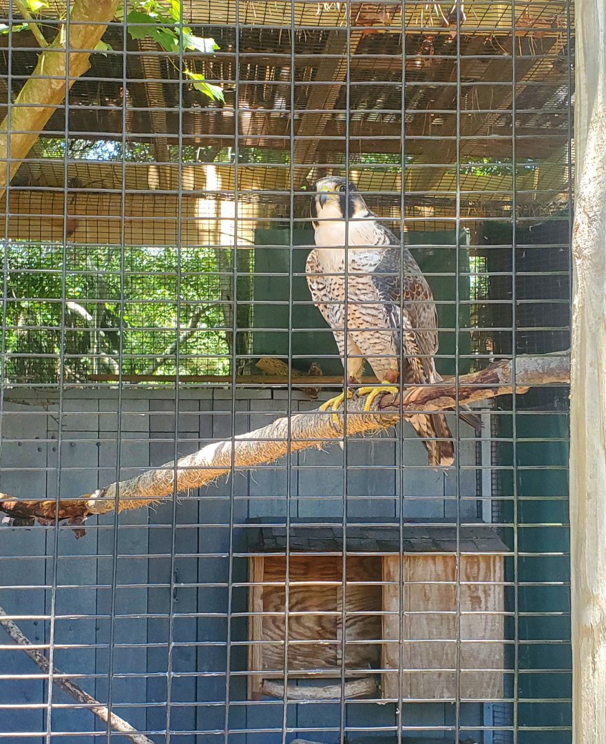Quogue Wildlife Refuge (2022) - Peregrine Falcon