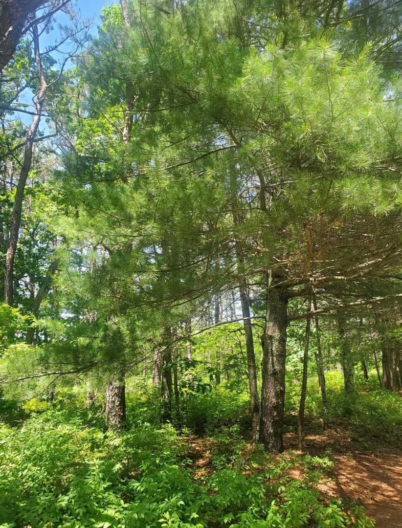 Quogue Wildlife Refuge (2022) - Pine trail