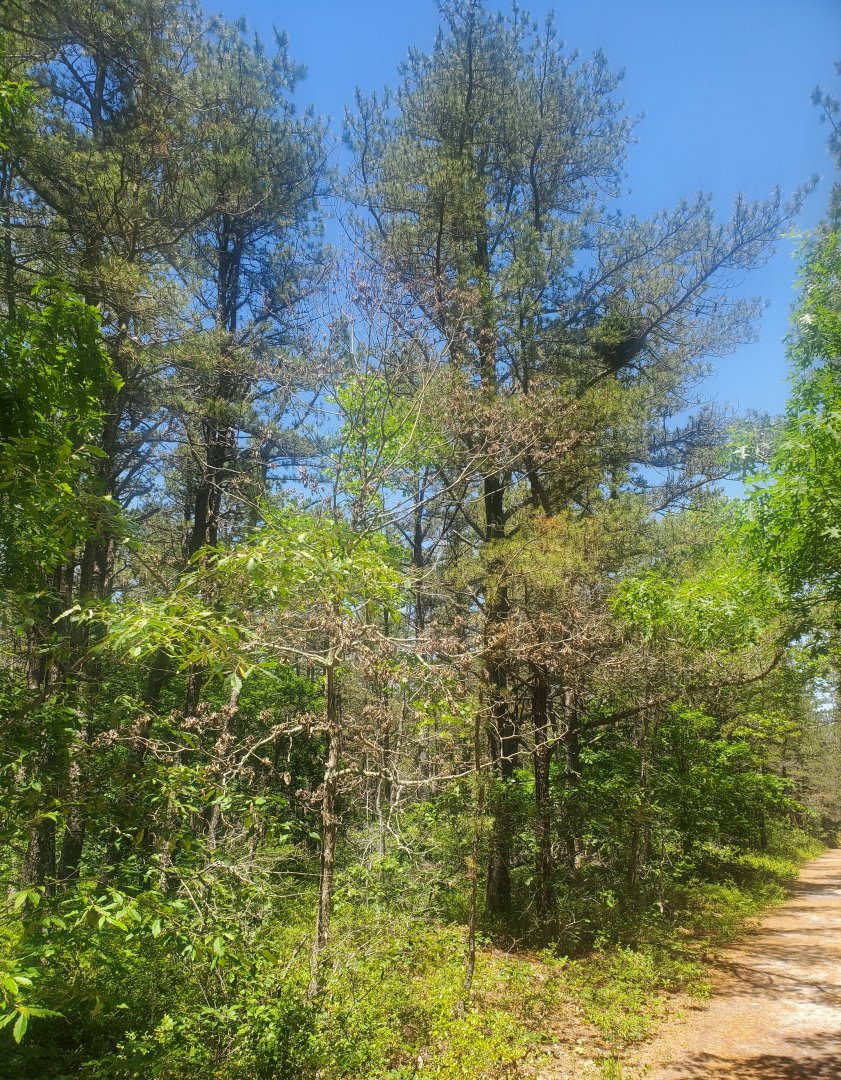 Quogue Wildlife Refuge (2022) - Pine trail