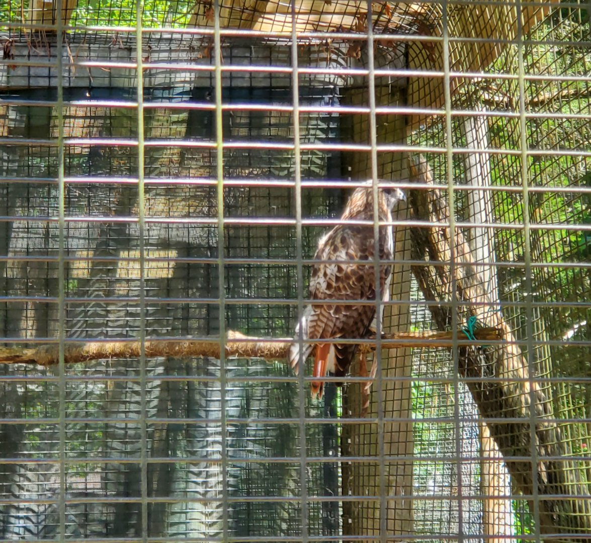 Quogue Wildlife Refuge (2022) - Red-tailed Hawk
