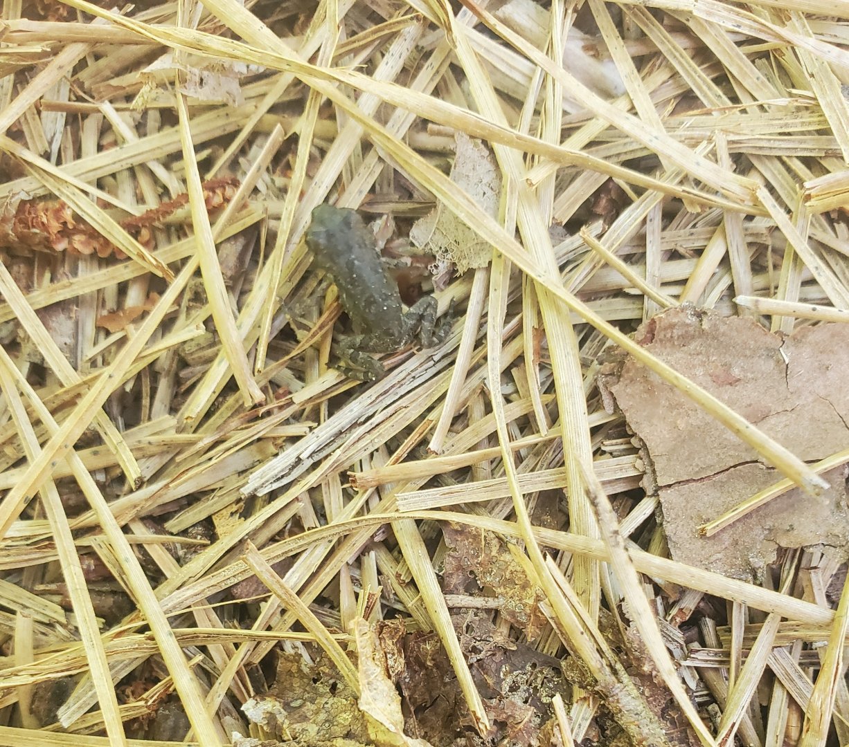 Quogue Wildlife Refuge (2022) - Spring Peeper on trail