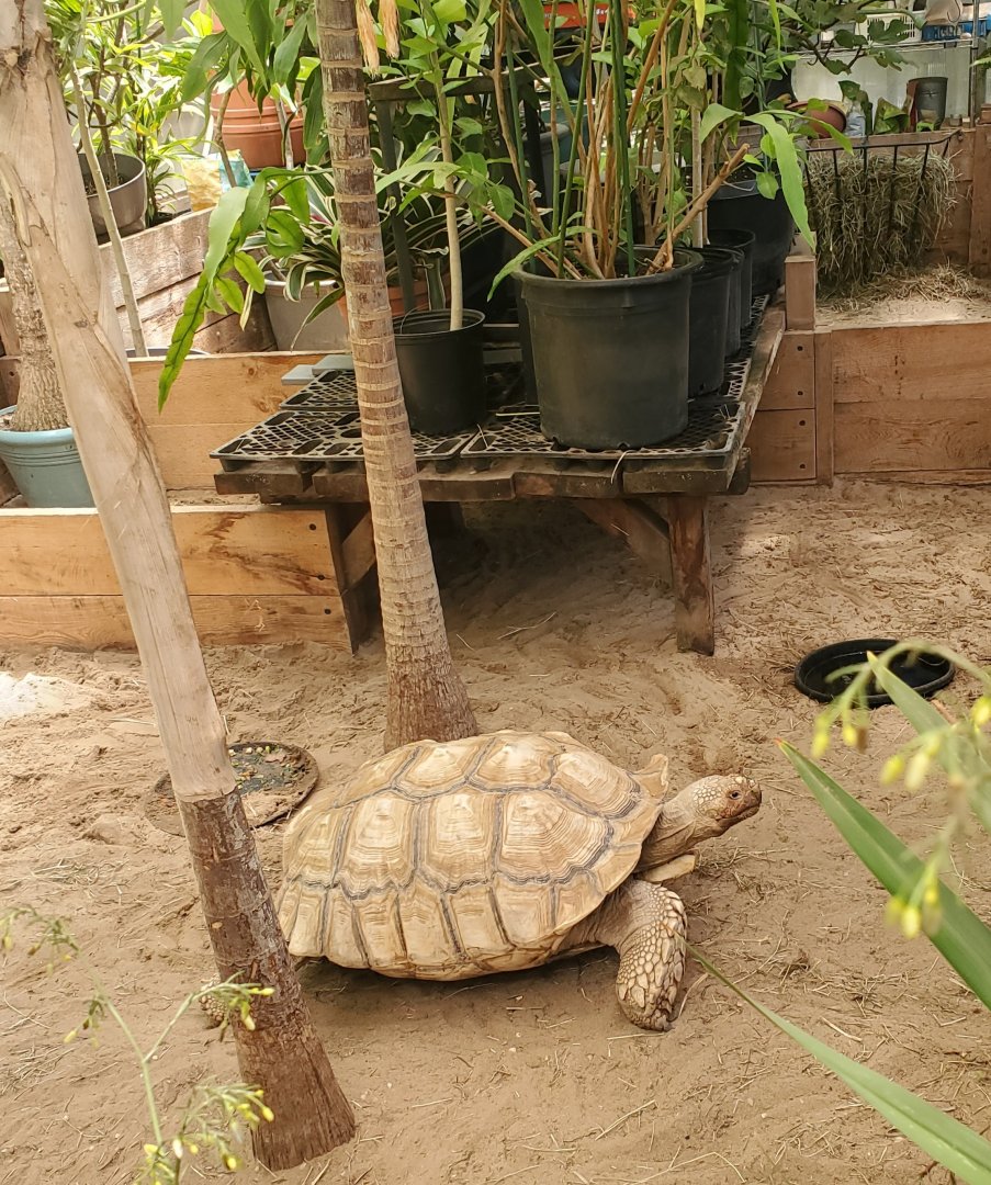 Quogue Wildlife Refuge (2022) - Sulcata Tortoise