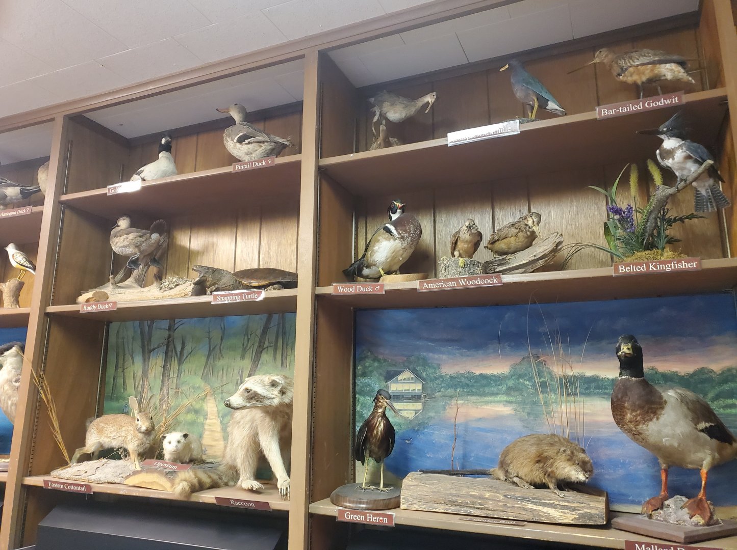 Quogue Wildlife Refuge (2022) - Taxidermy displays