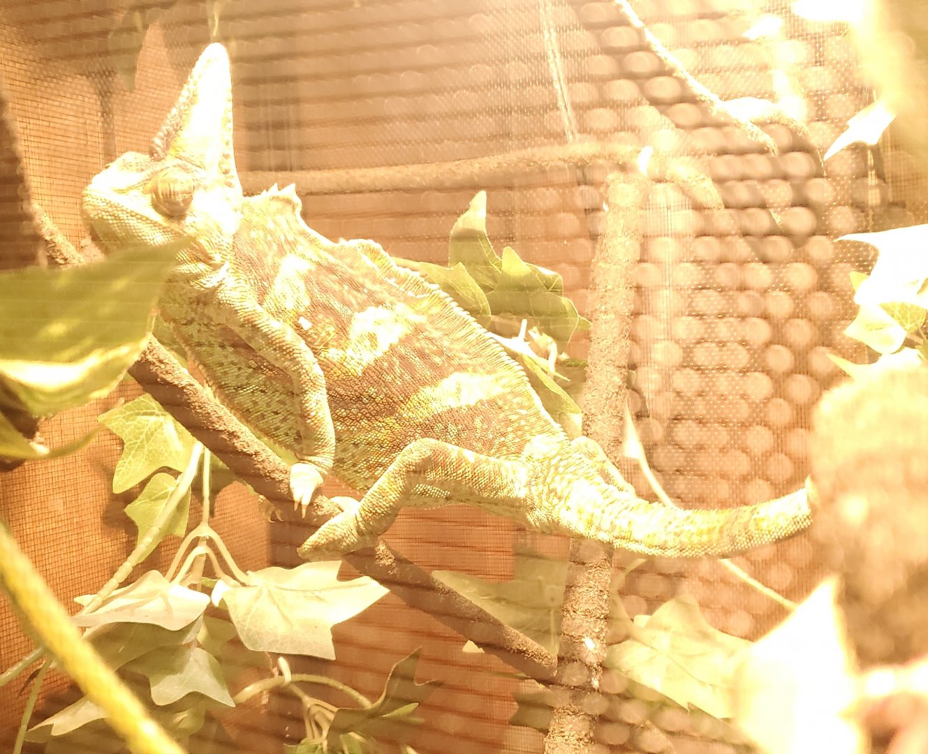 Quogue Wildlife Refuge (2022) - Veiled Chameleon