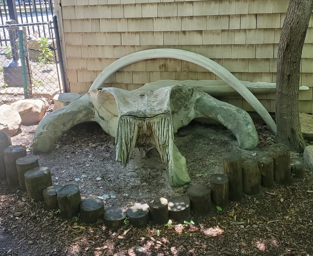 Quogue Wildlife Refuge (2022) - Whale skull model?