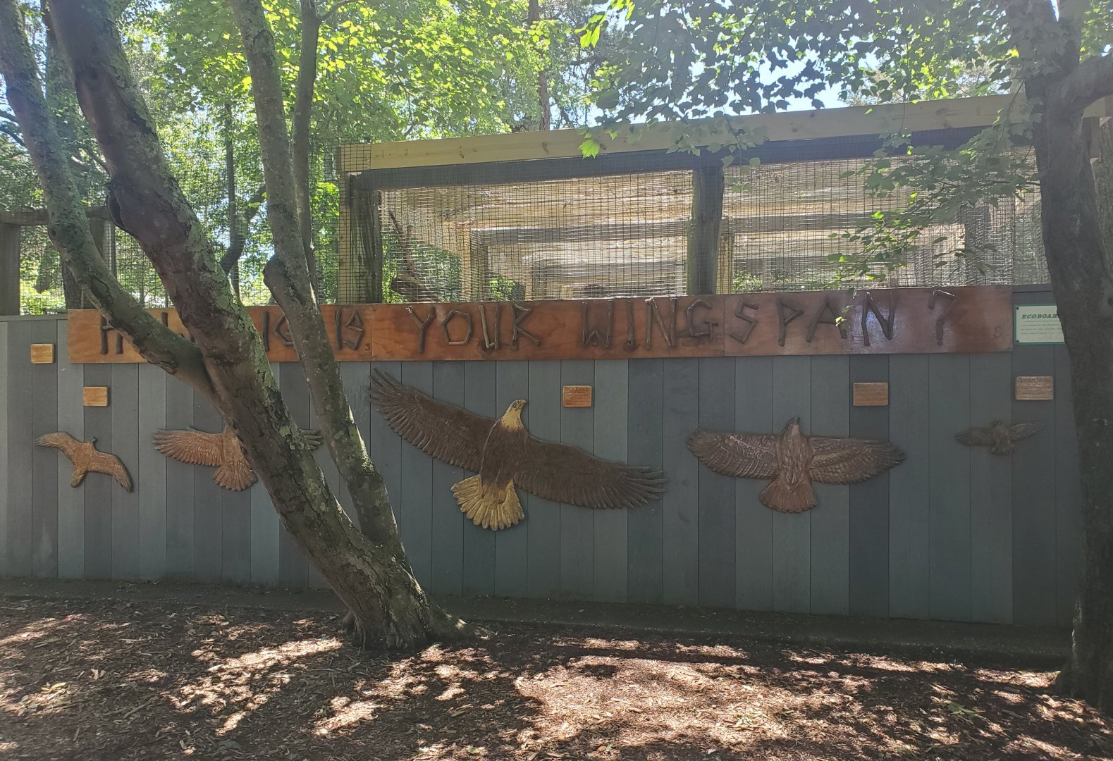 Quogue Wildlife Refuge (2022) - Wingspan comparisons