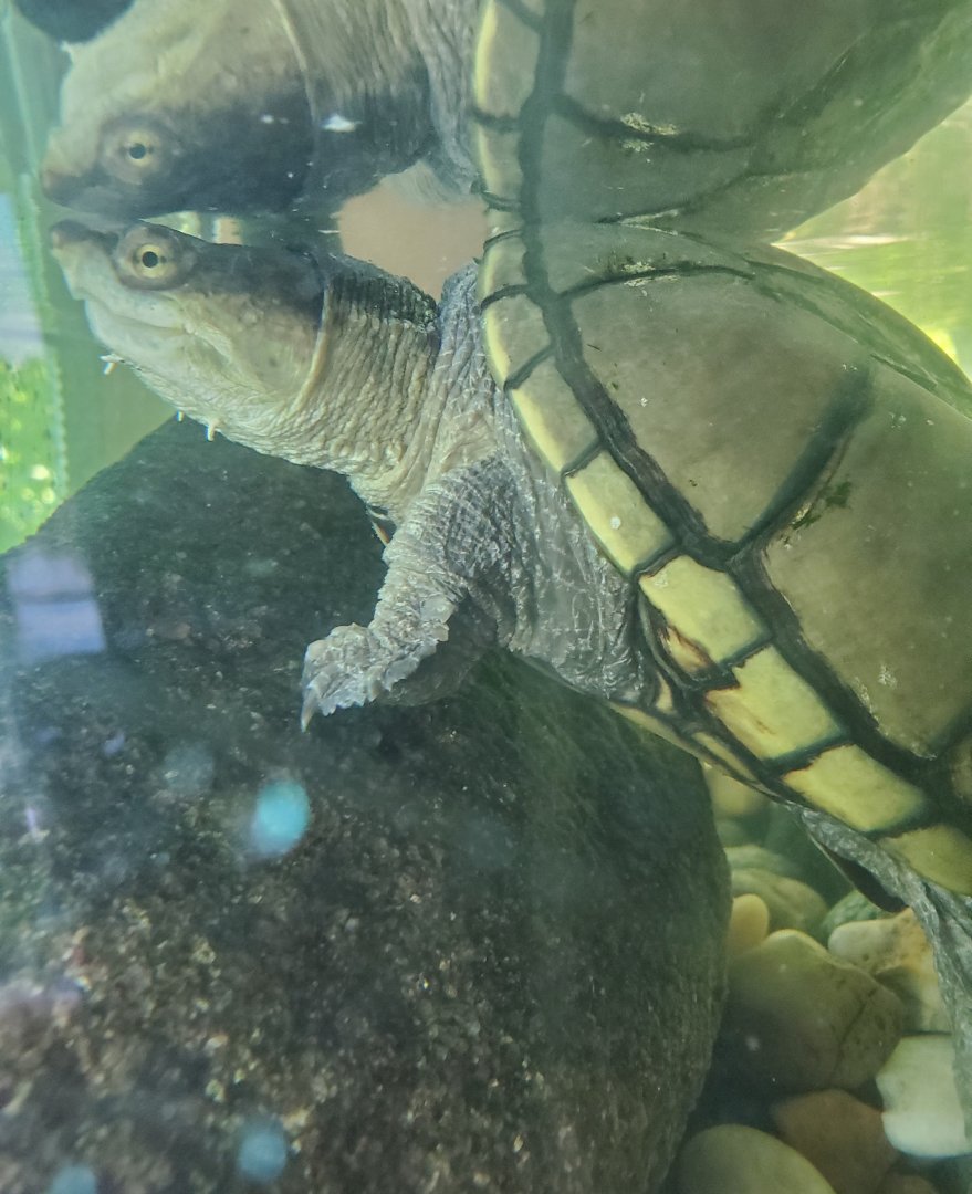 Quogue Wildlife Refuge (2022) - Yellow Mud Turtle