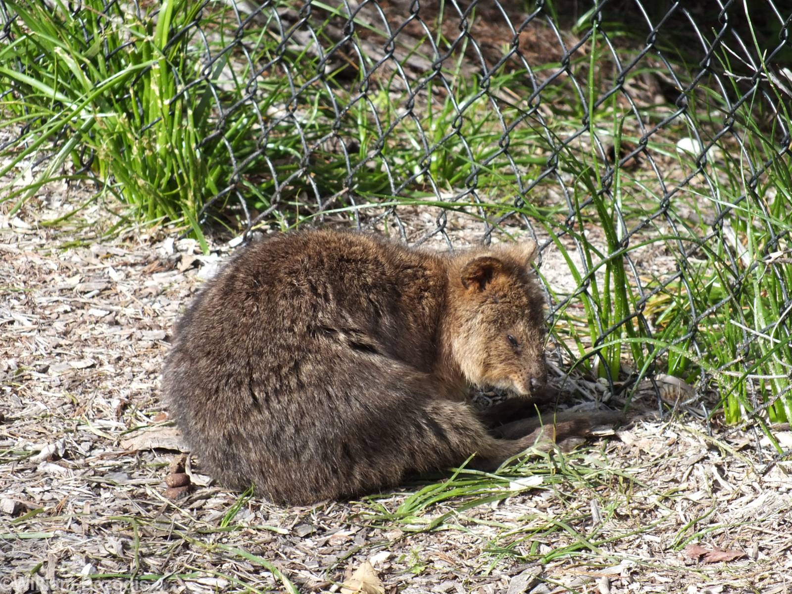 Quokk - Rottnest Island