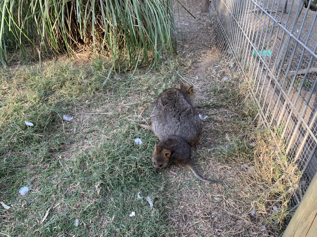 Quokka and joey