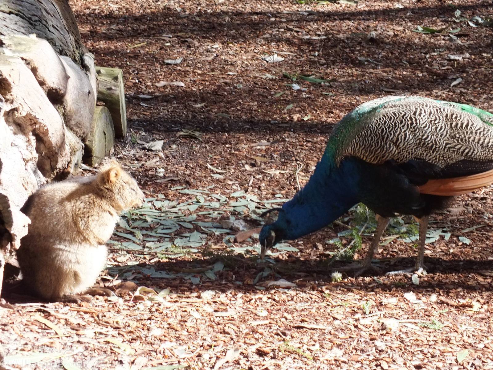 Quokka and Peacock