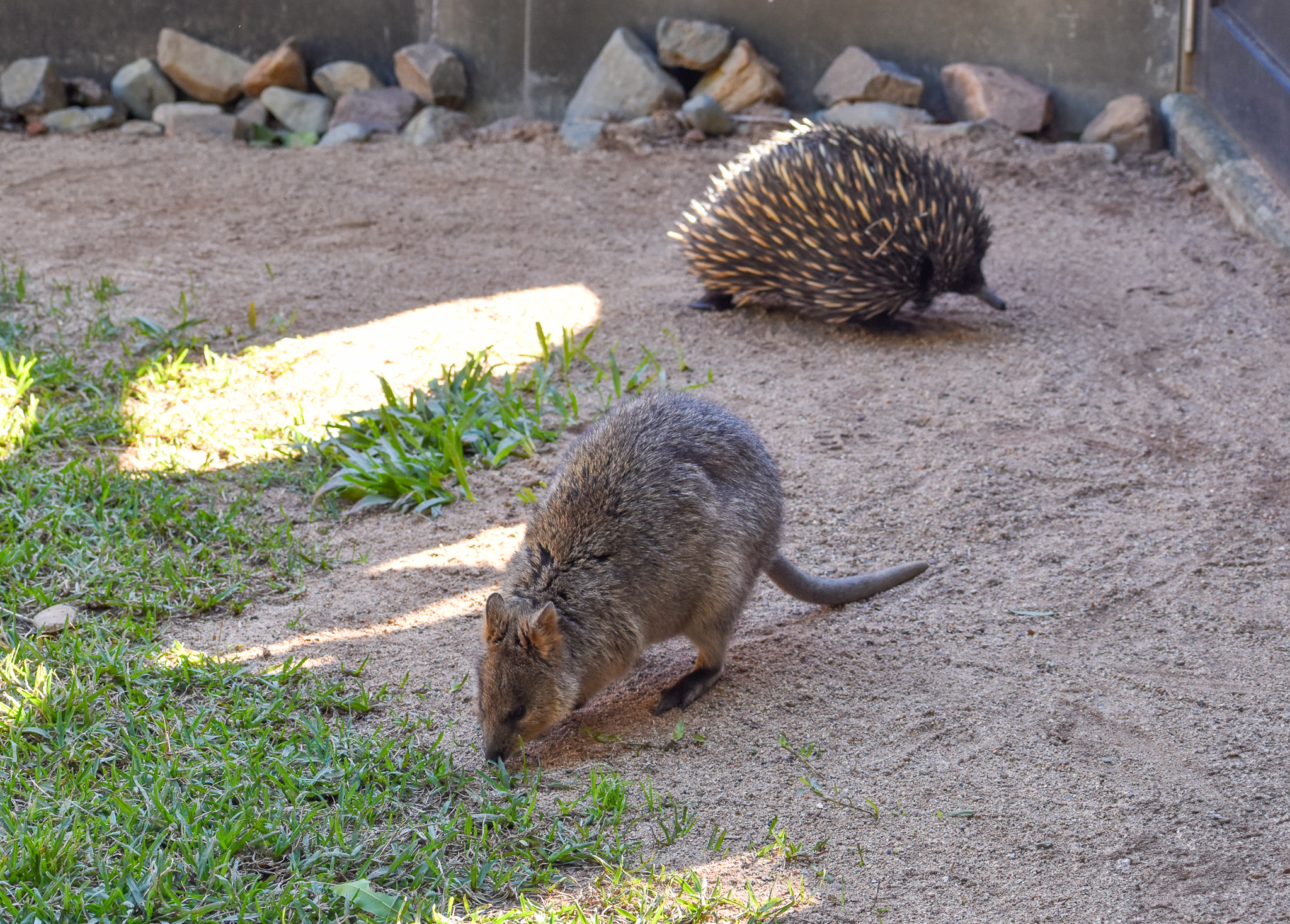 Quokka and Short-beaked Echidna - mixed species enclosure