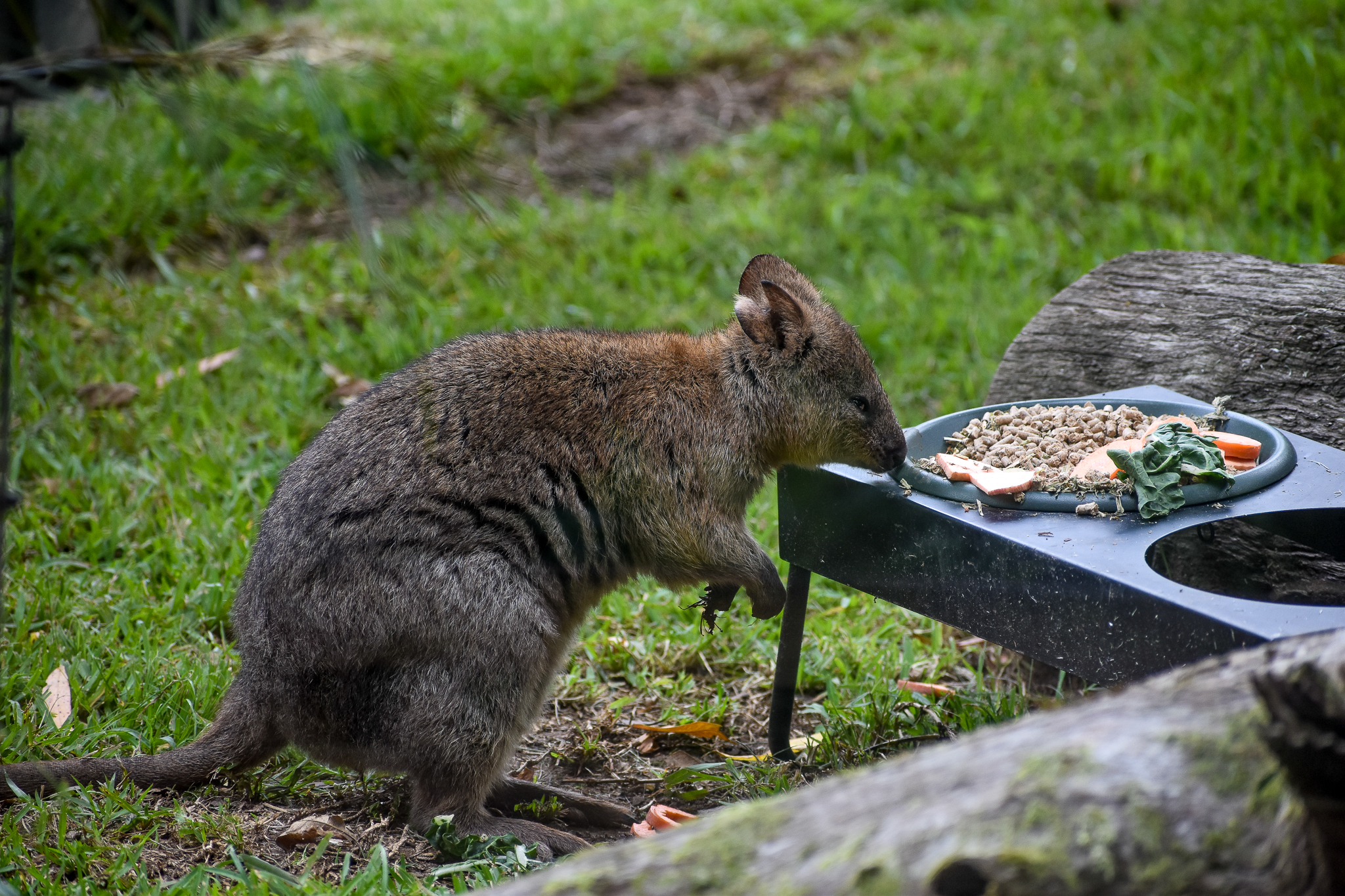 Quokka Breakfast