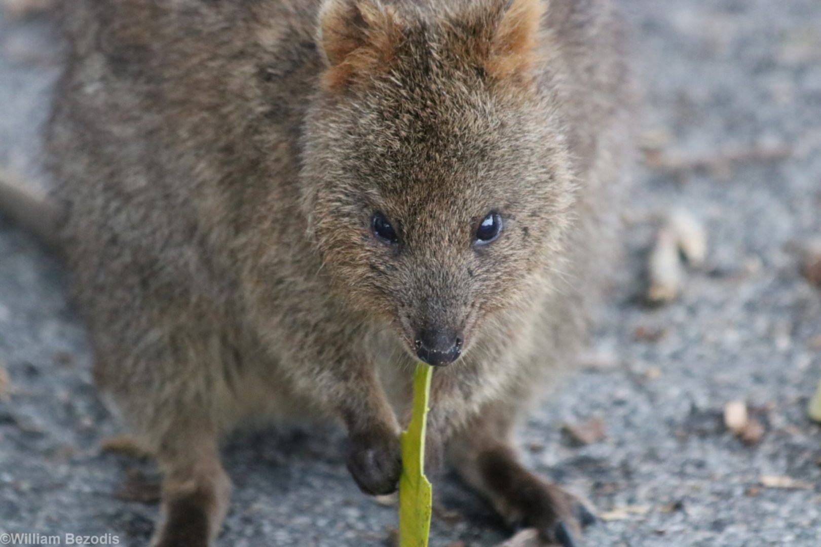 Quokka Eating Leaf - Rottnest Island