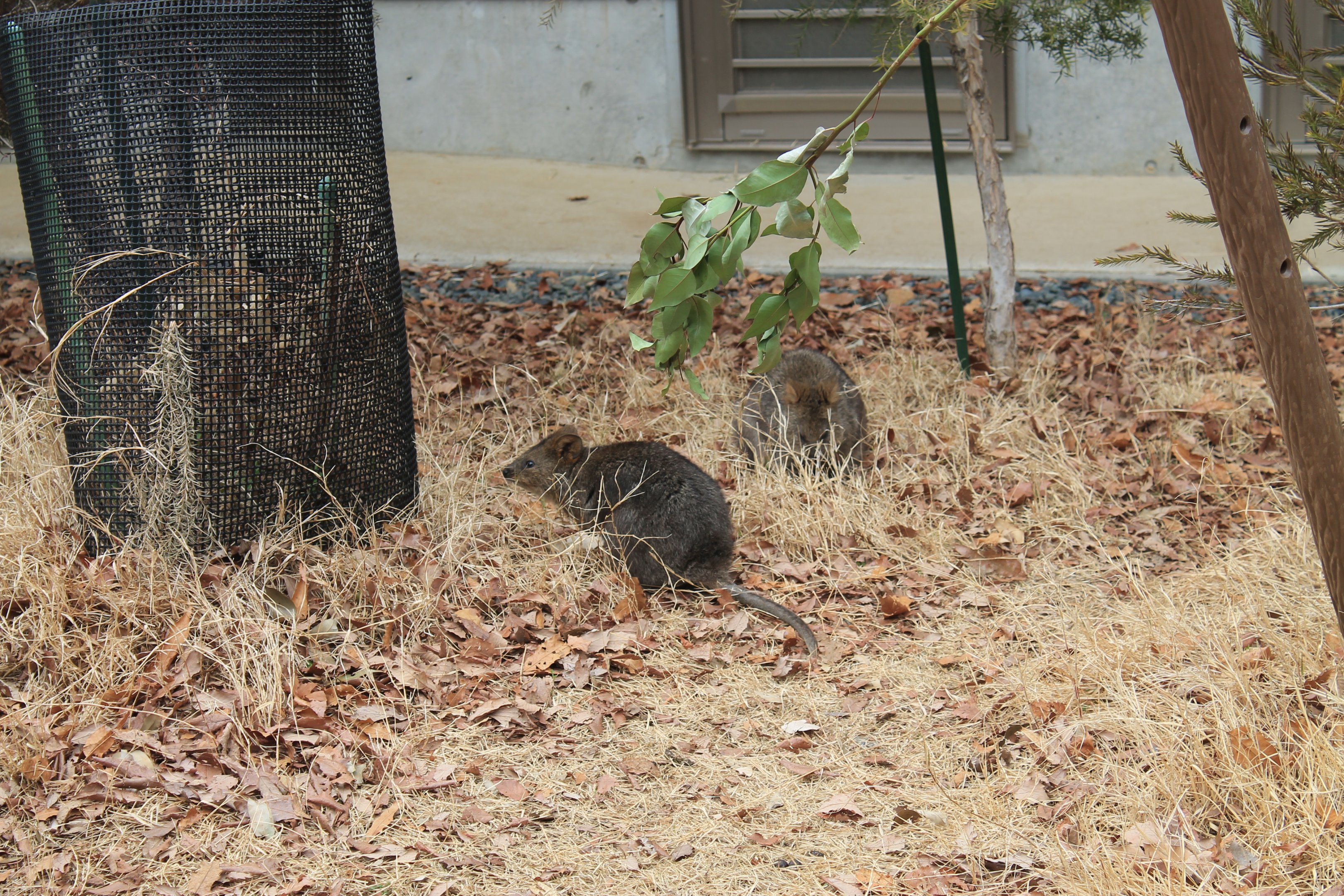 Quokka enclosure - Saitama Childrens Zoo