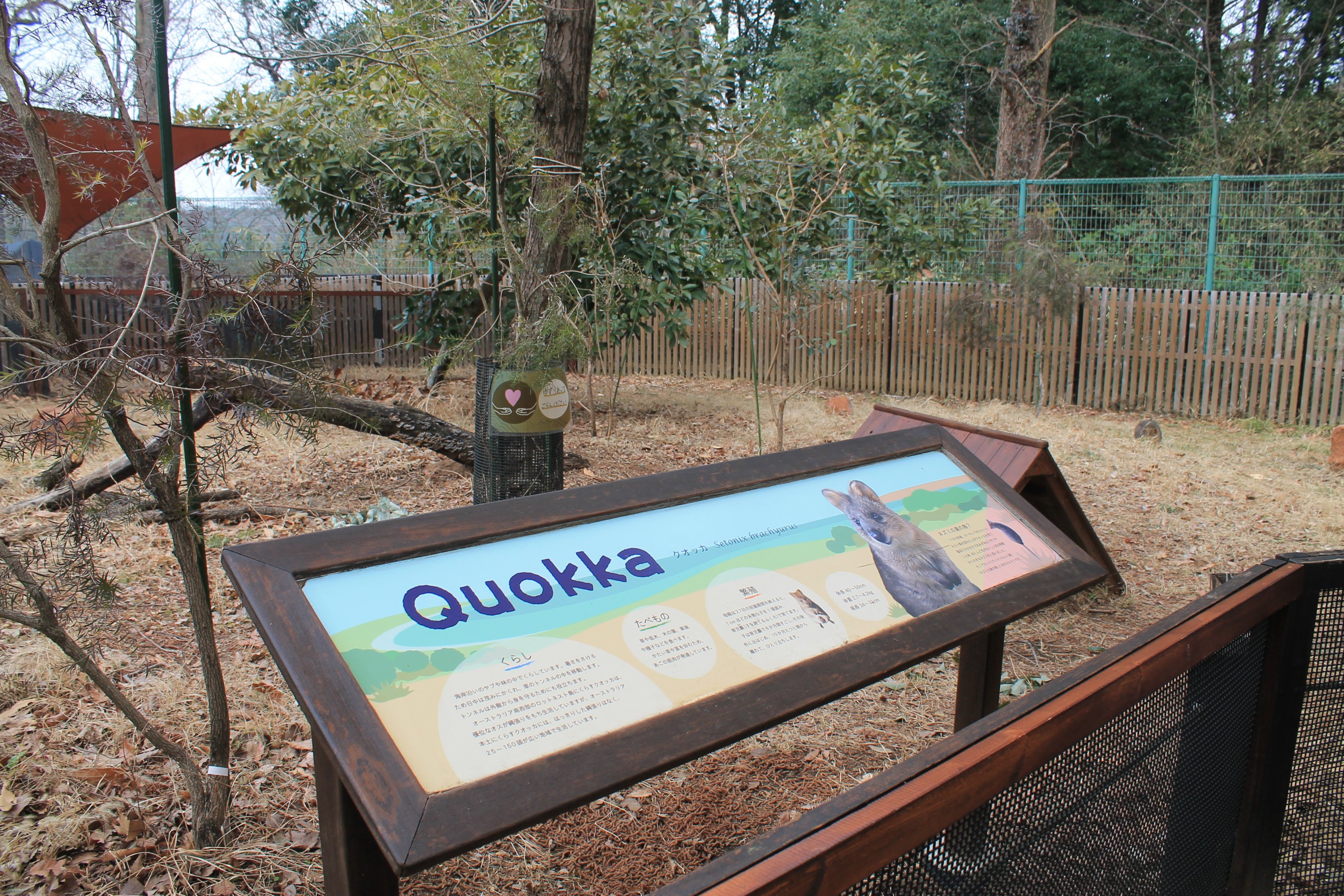 Quokka enclosure - Saitama Childrens Zoo