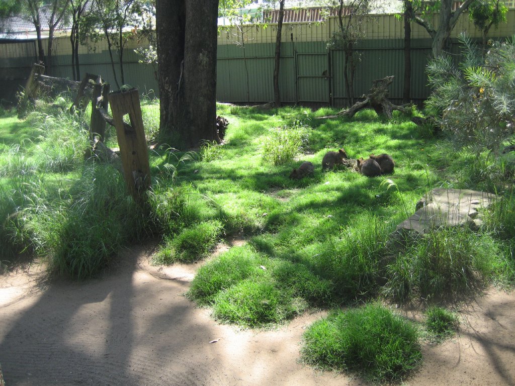 Quokka enclosure