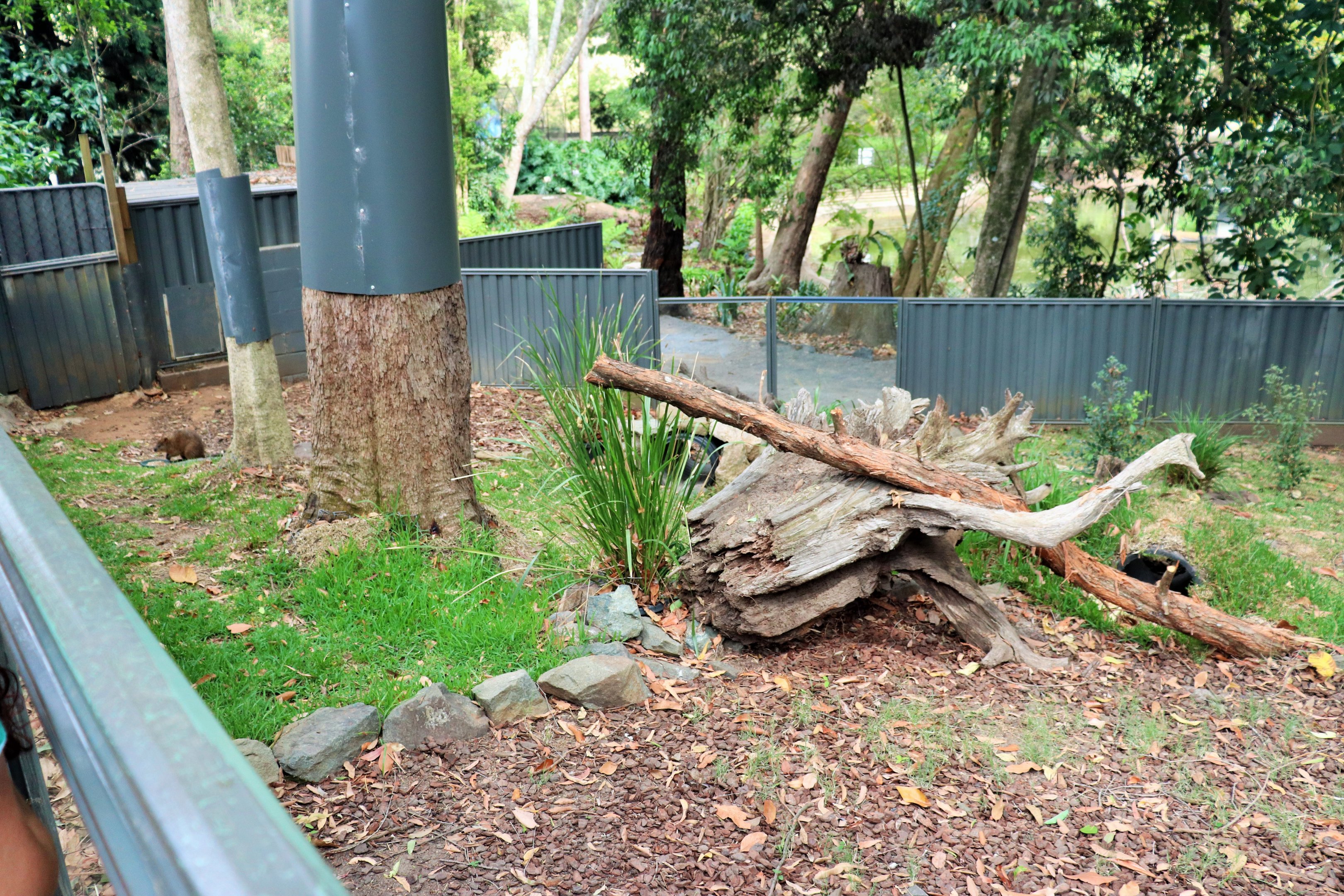 Quokka Enclosure