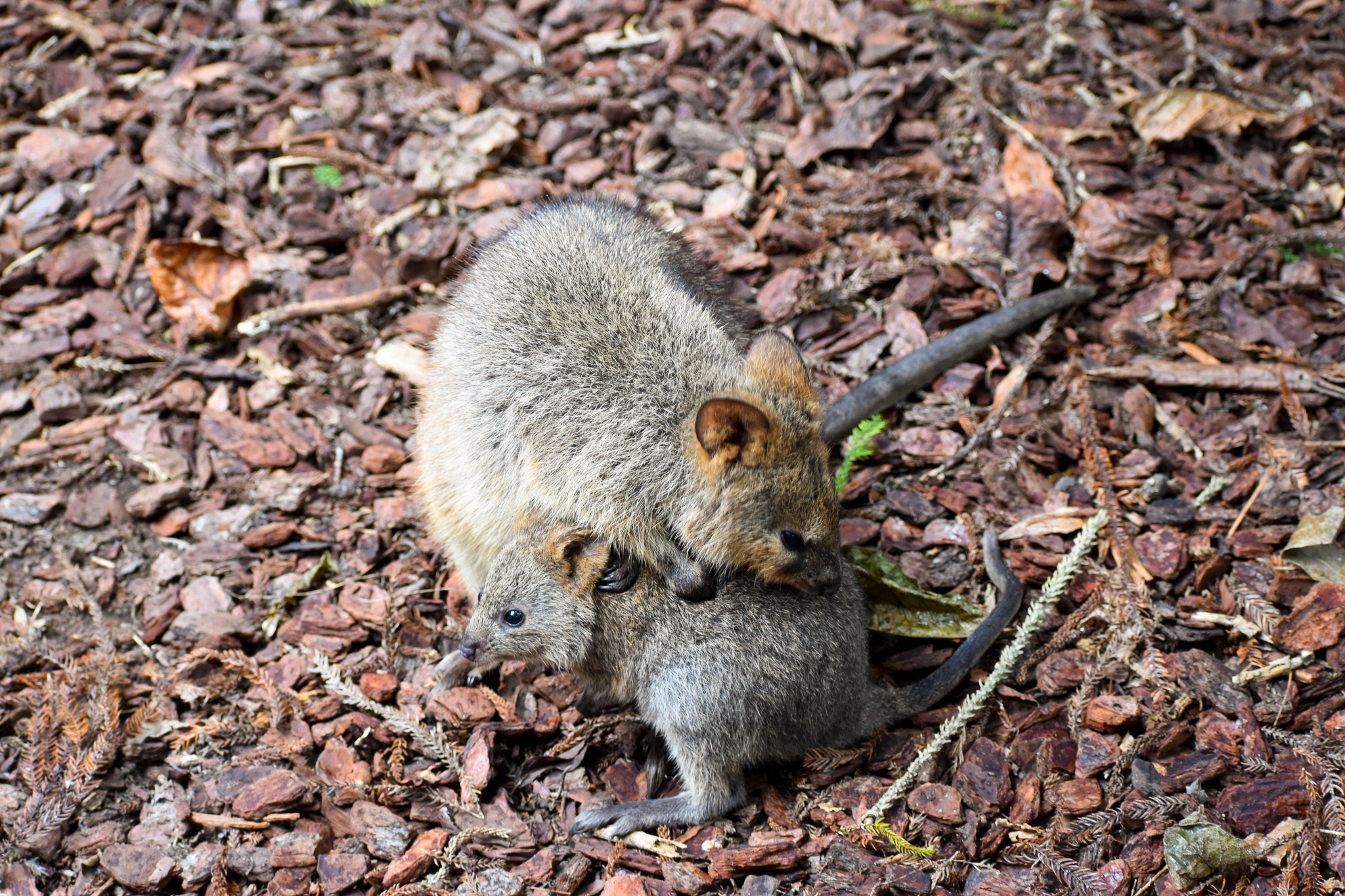 Quokka grooming Joey