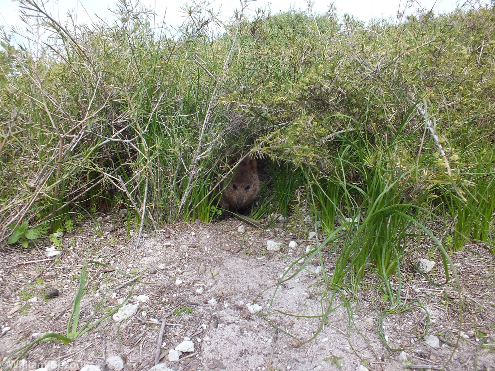 Quokka Hiding - Rottnest Island