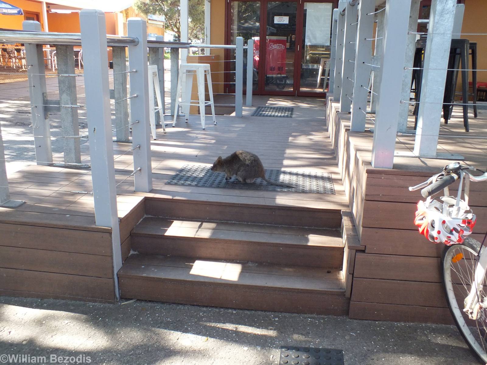 Quokka in a Restaurant - Rottnest Island