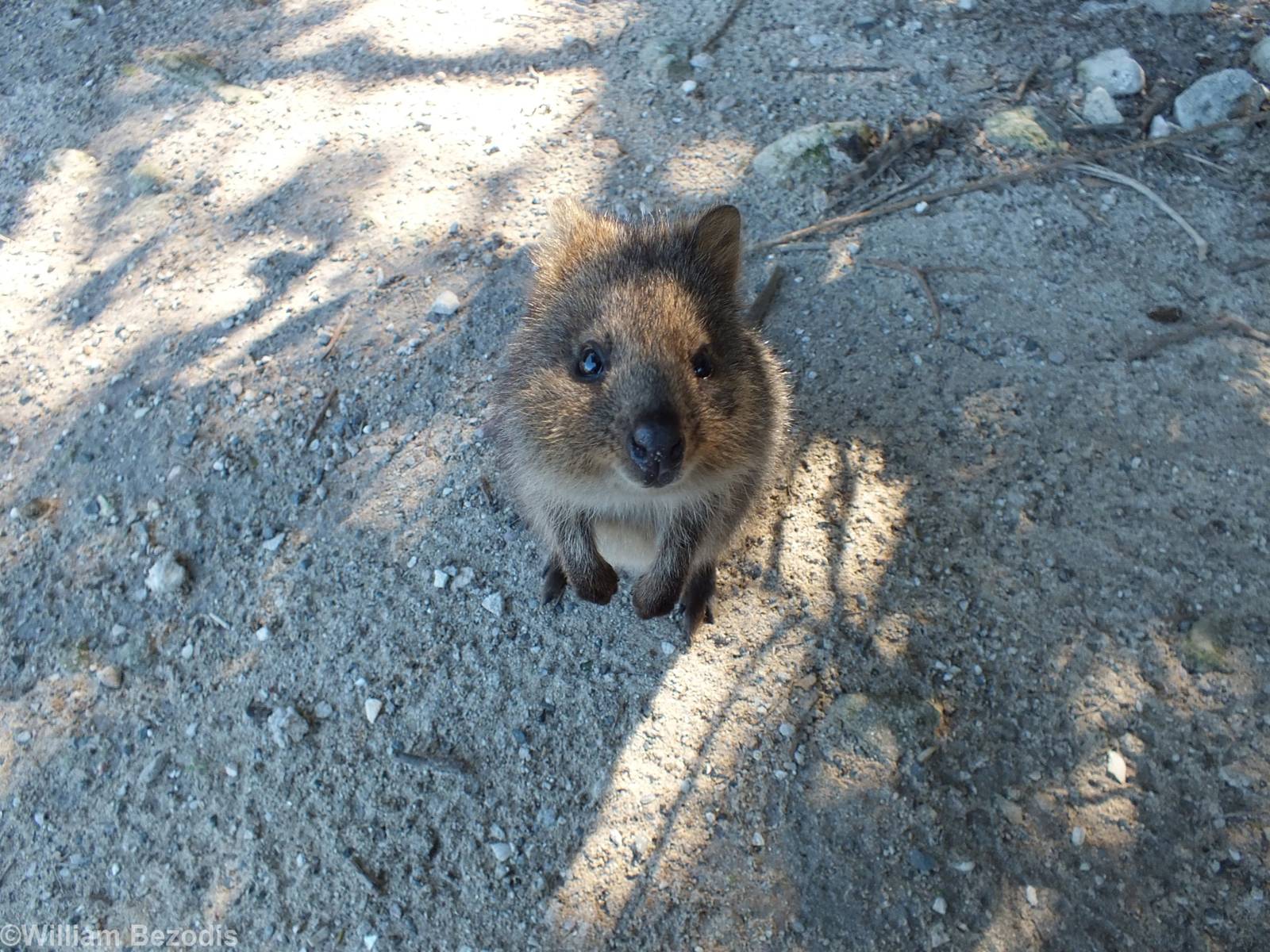 Quokka Investigates my Camera - Rottnest Island