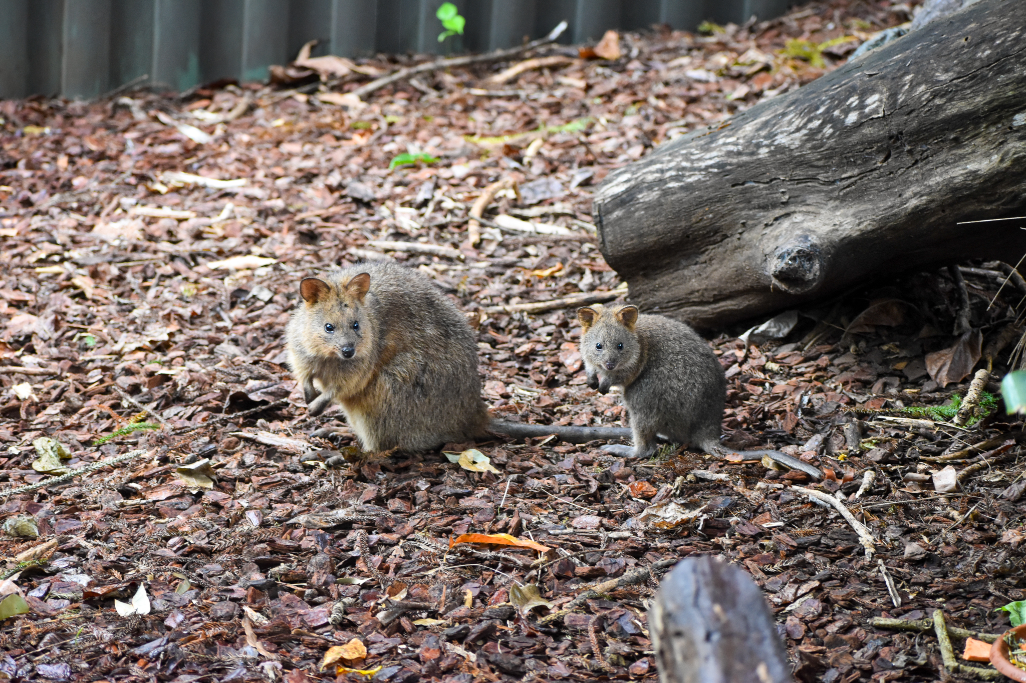 Quokka - Joey and Adult