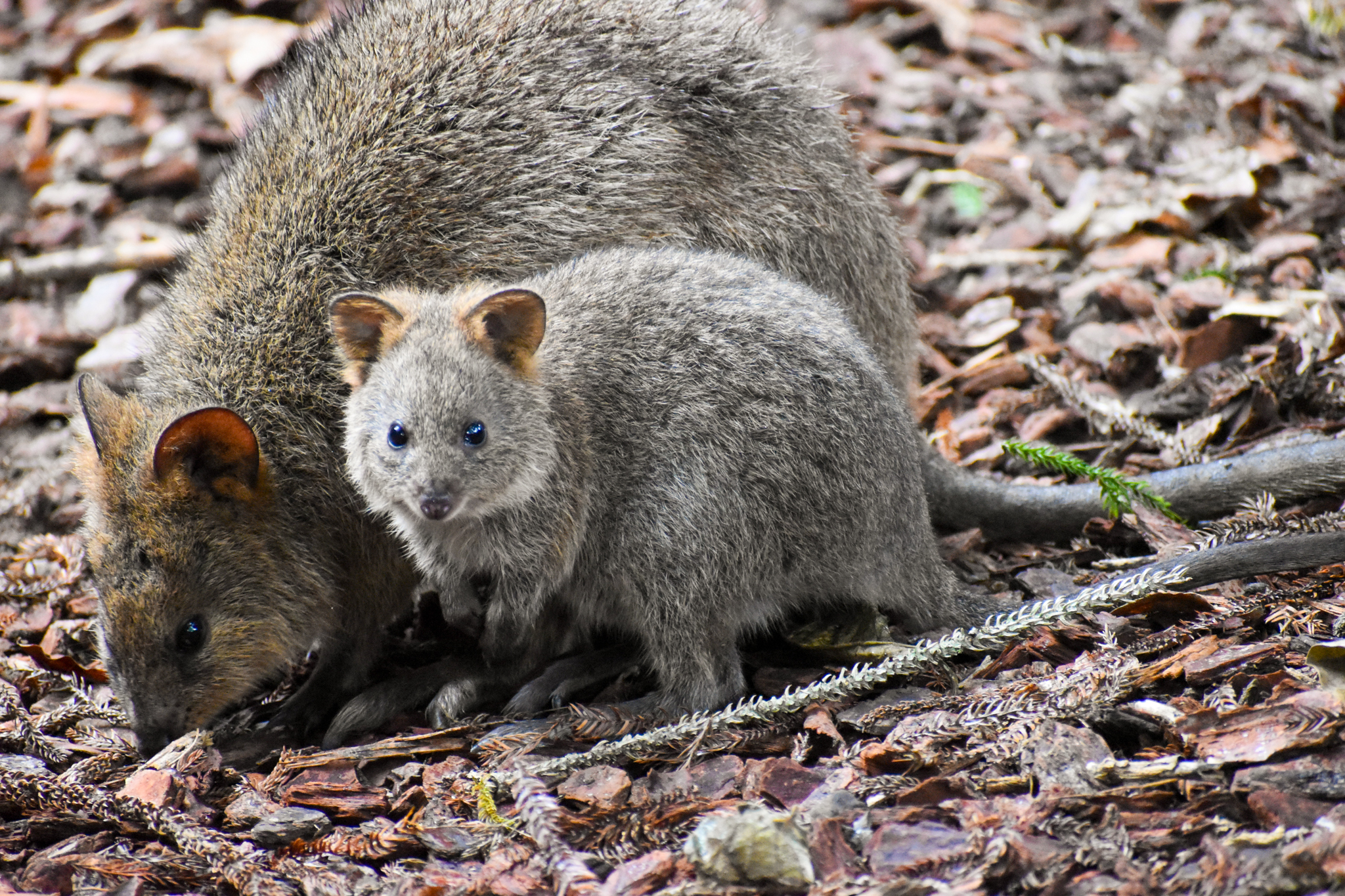 Quokka Joey