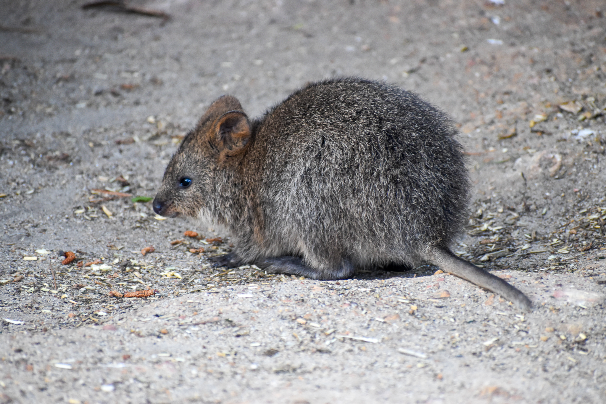 Quokka joey