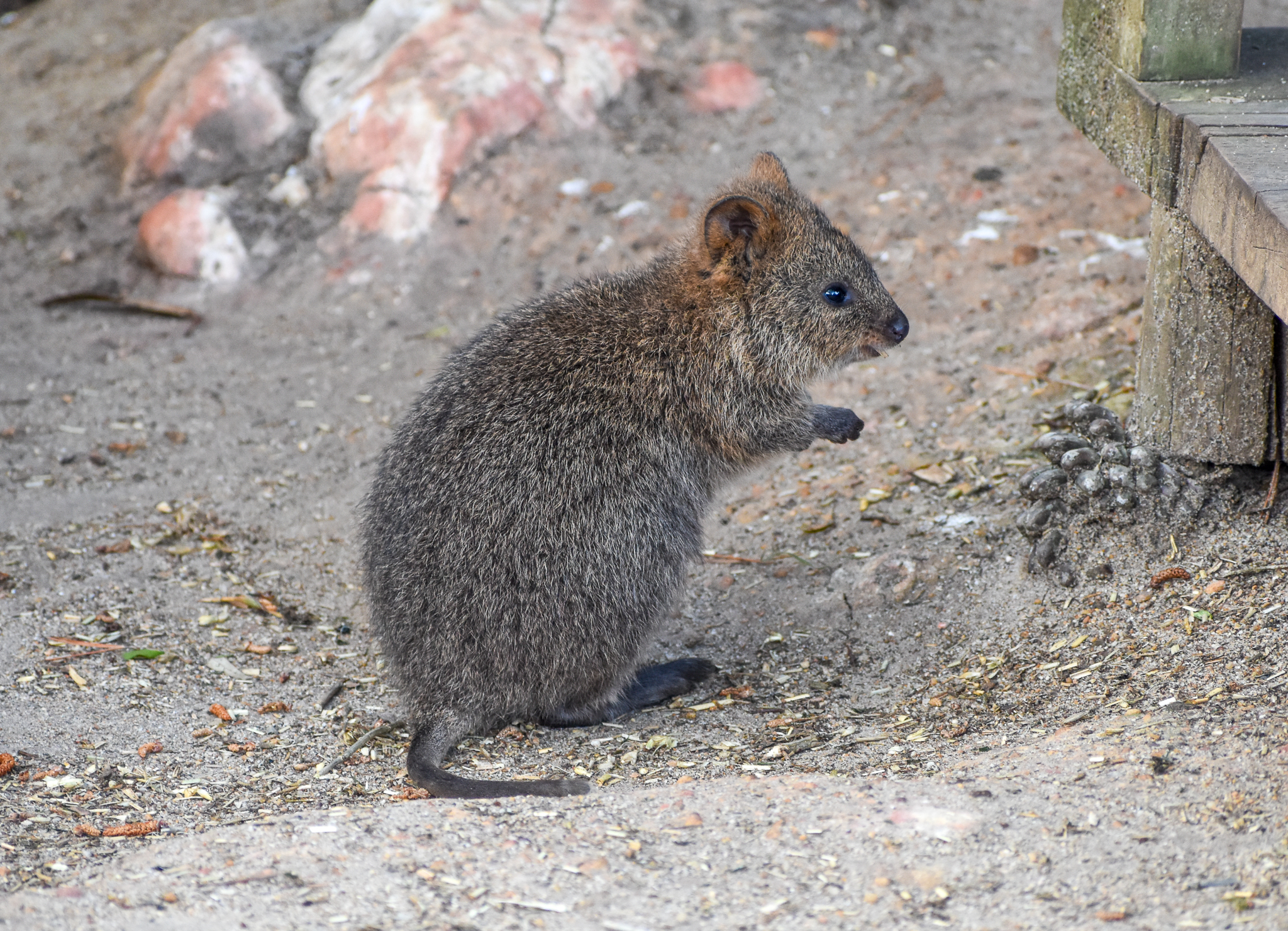 Quokka joey