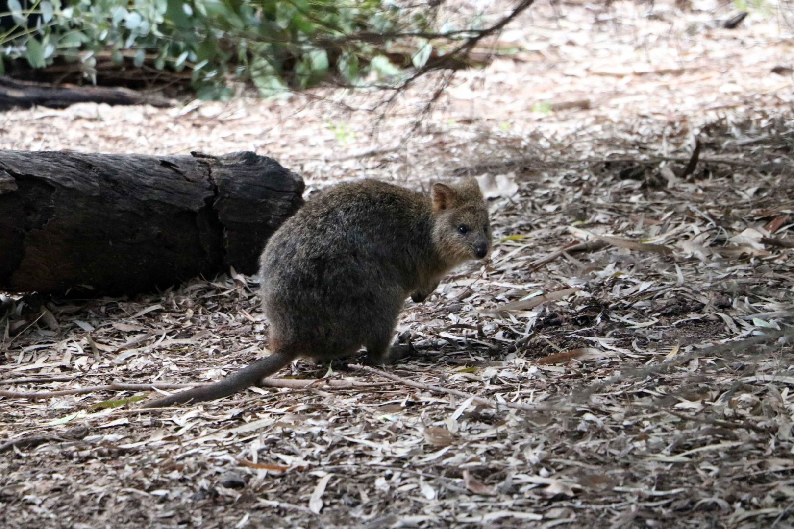 Quokka, June 2016