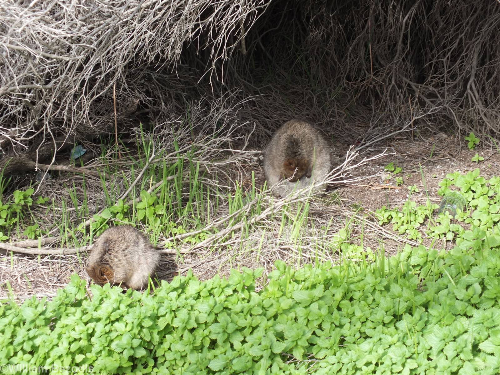 Quokka Mother and Young - Rottnest Island