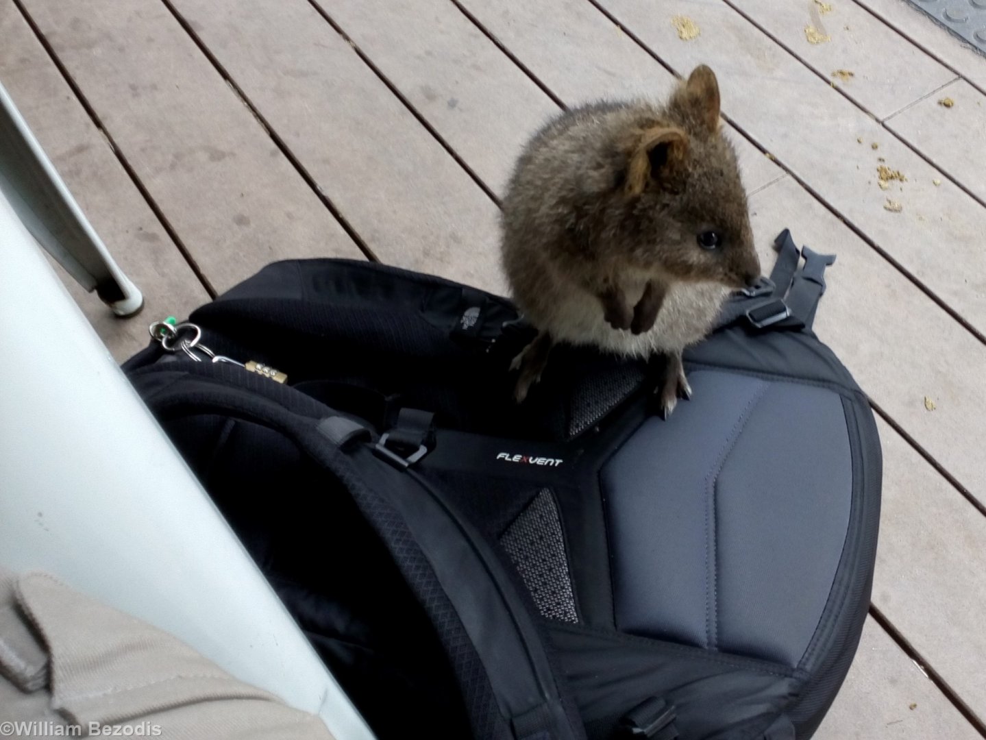 Quokka on my Backpack - Rottnest Island