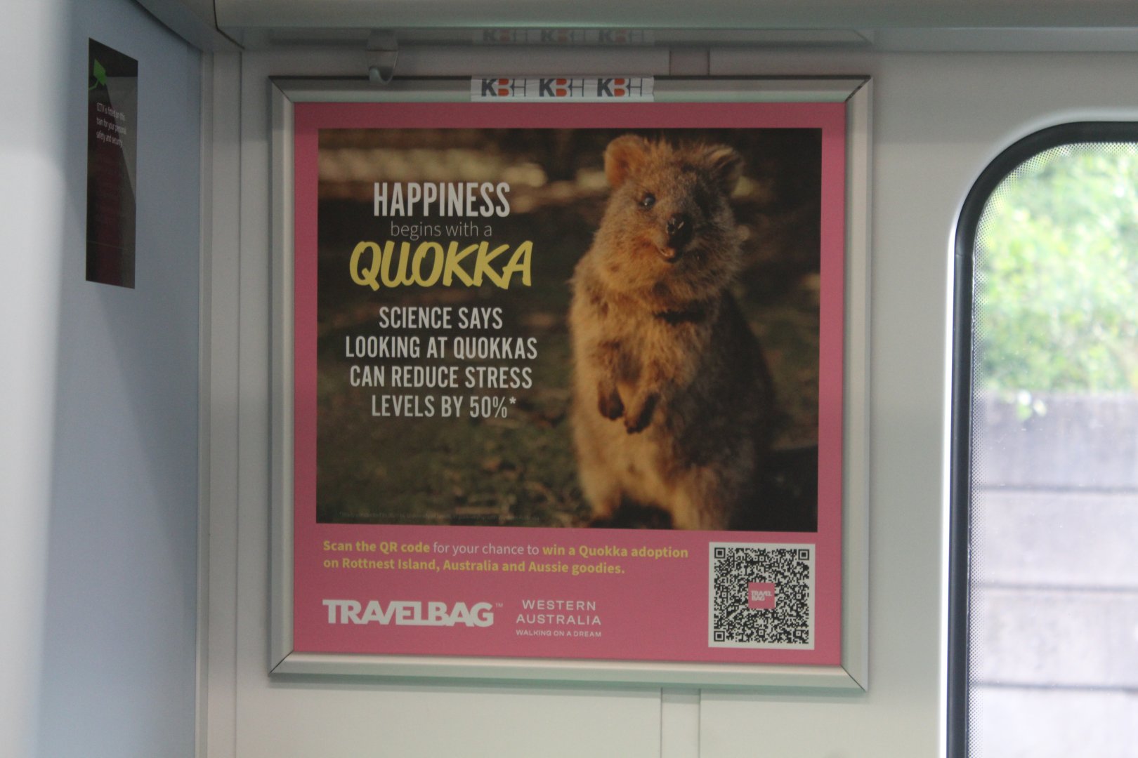 Quokka poster