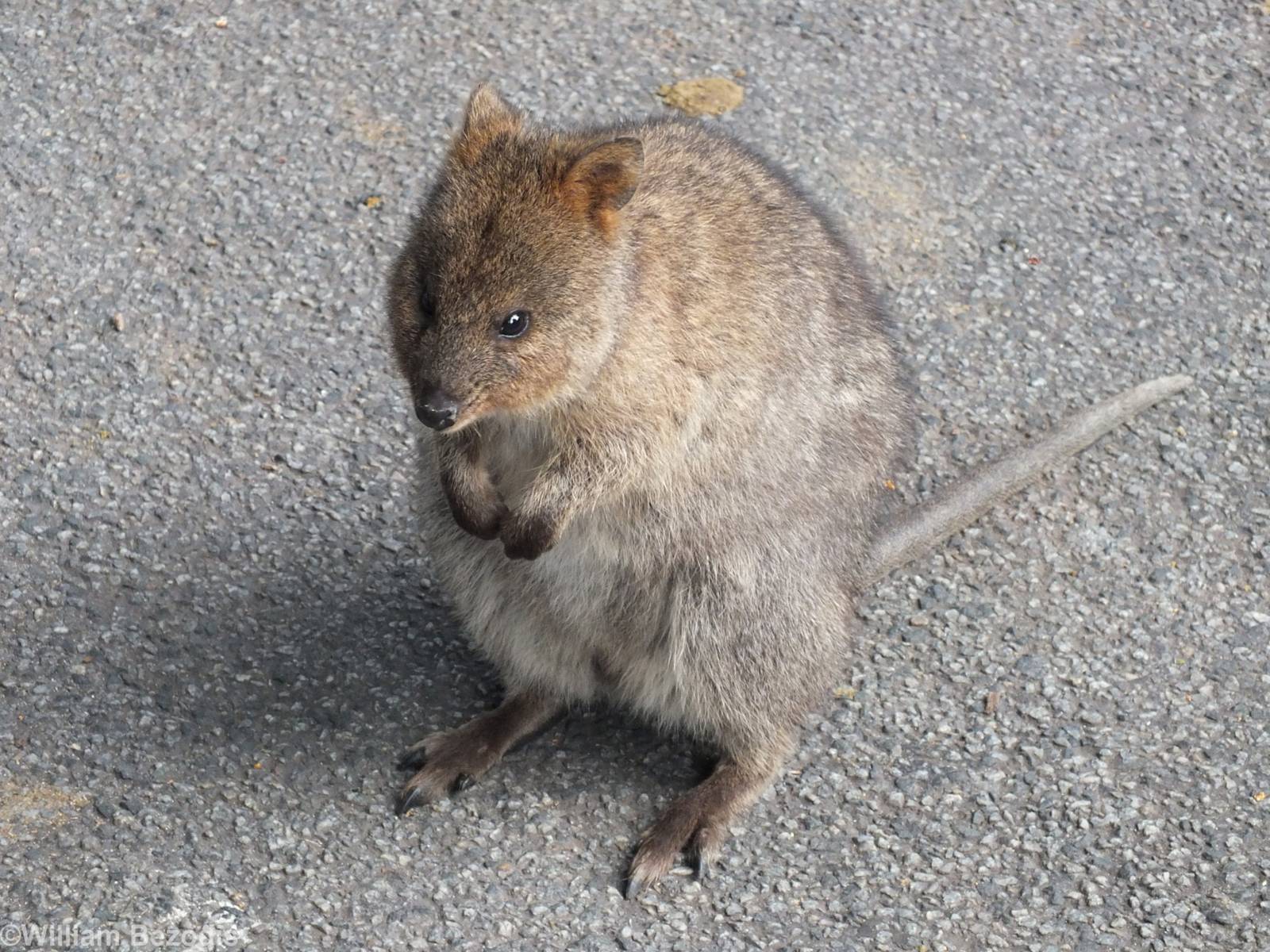 Quokka - Rottnest Island