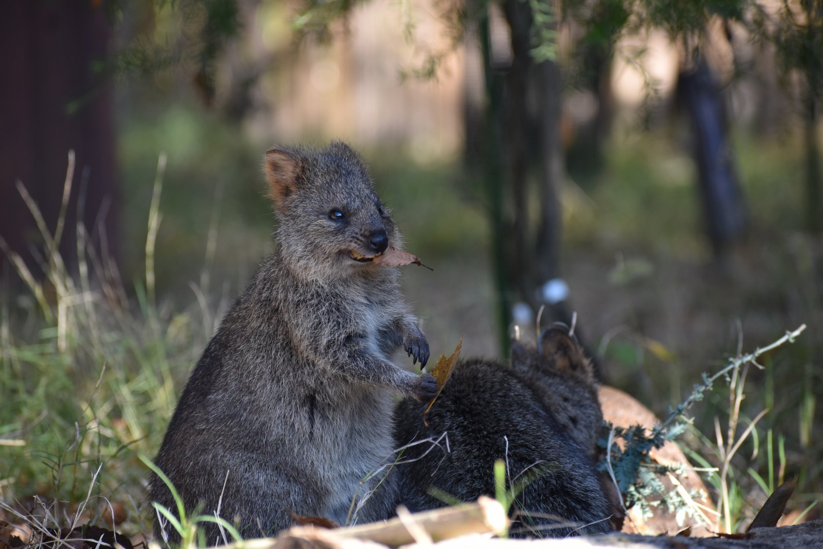 Quokka ~ Saitama Children's Zoo