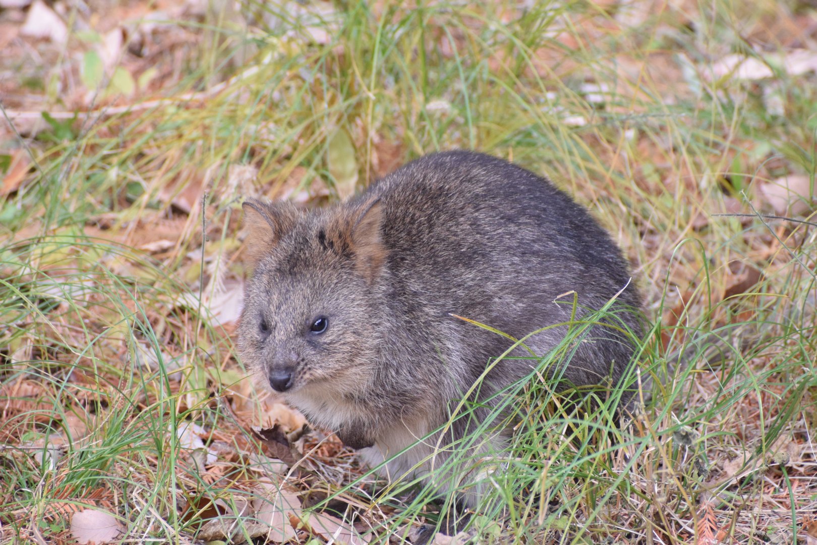 Quokka - Saitama Children's Zoo