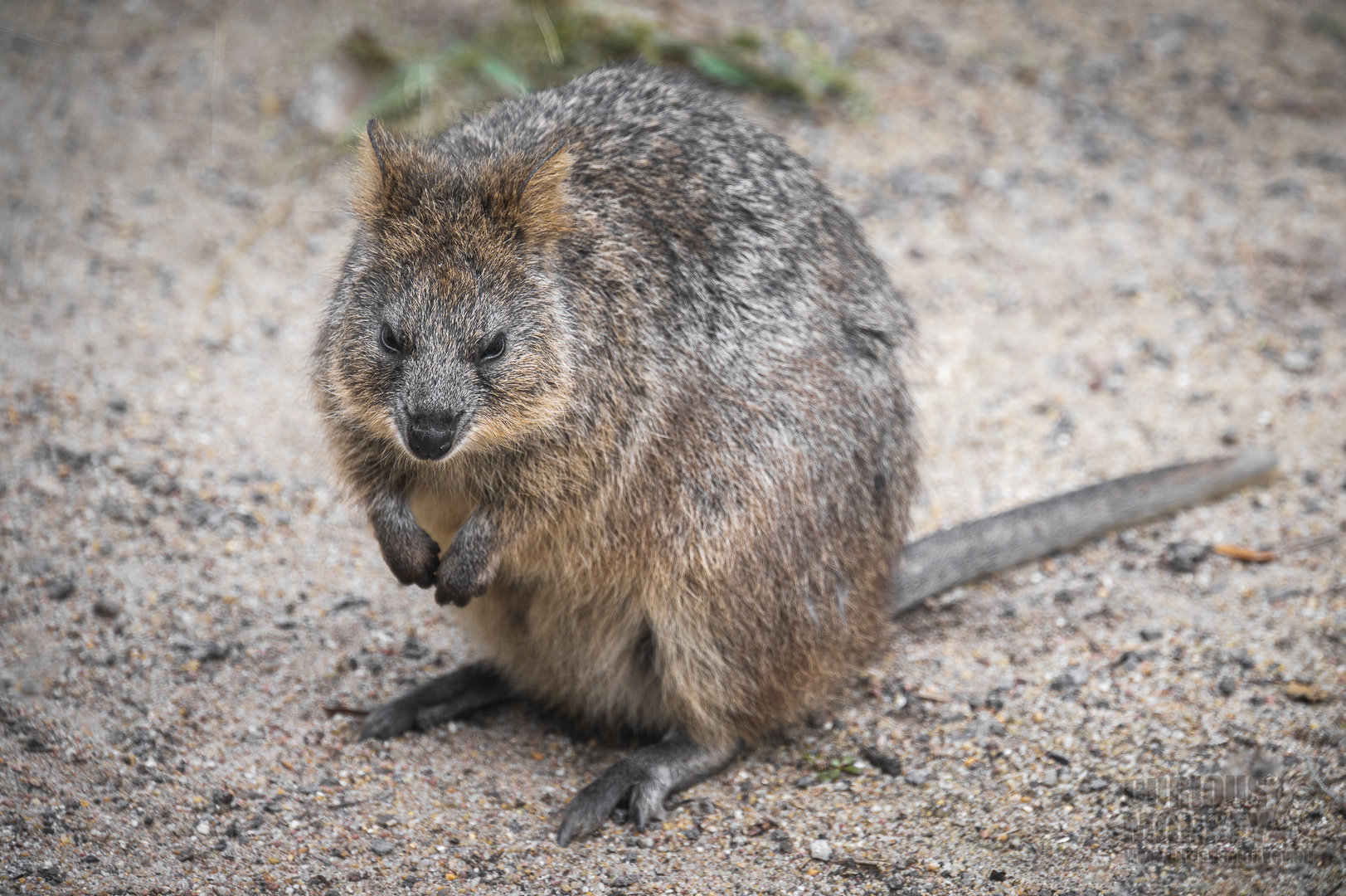 Quokka (setonix brachyurus) 10/23