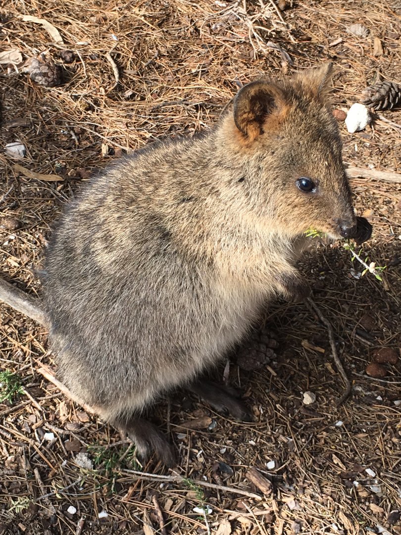 Quokka (Setonix brachyurus) - Rottnest Island
