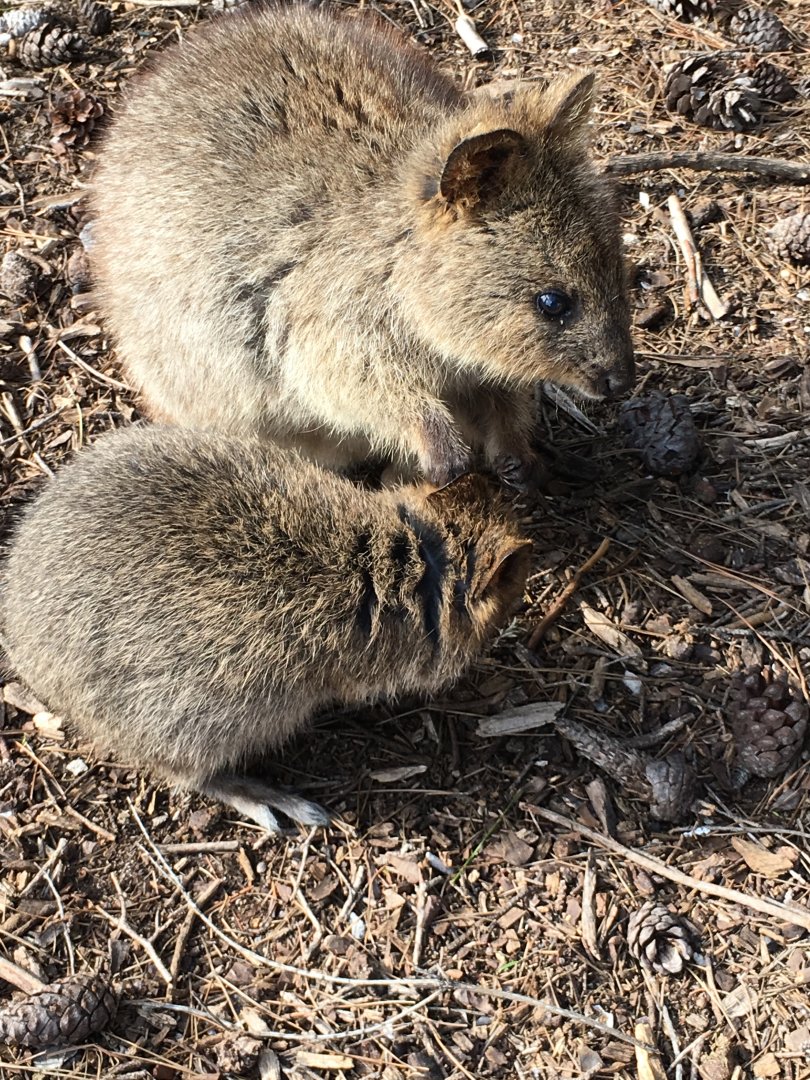 Quokka (Setonix brachyurus) - Rottnest Island