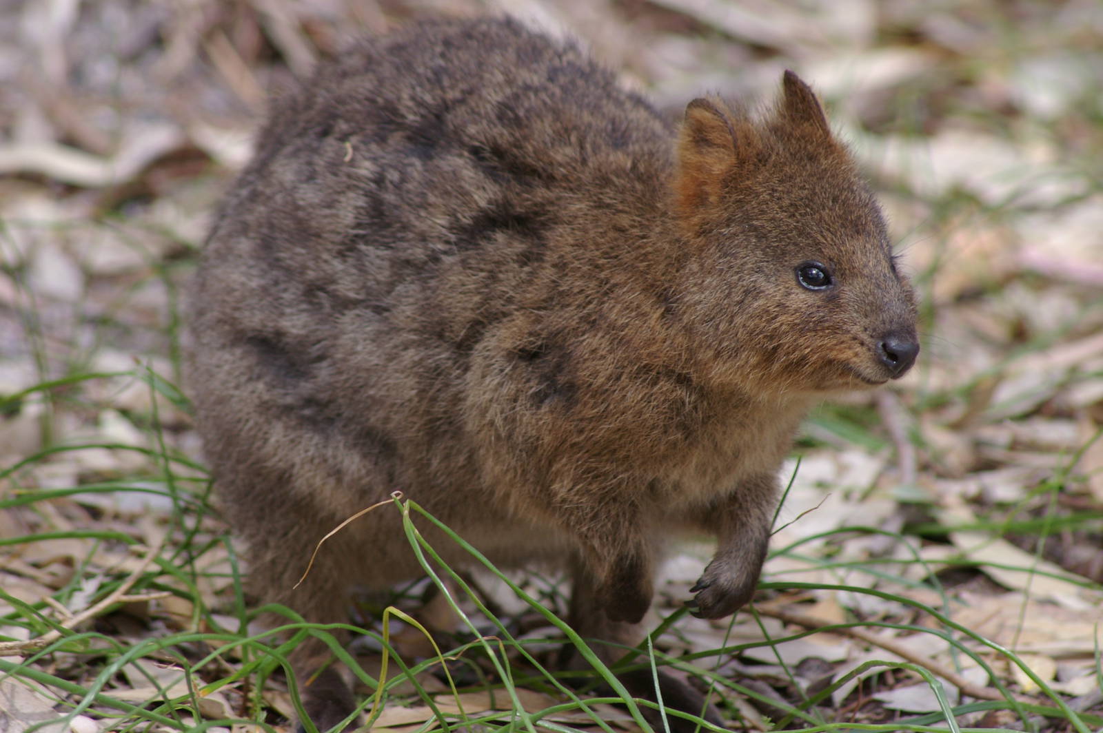 Quokka (Setonix brachyurus)