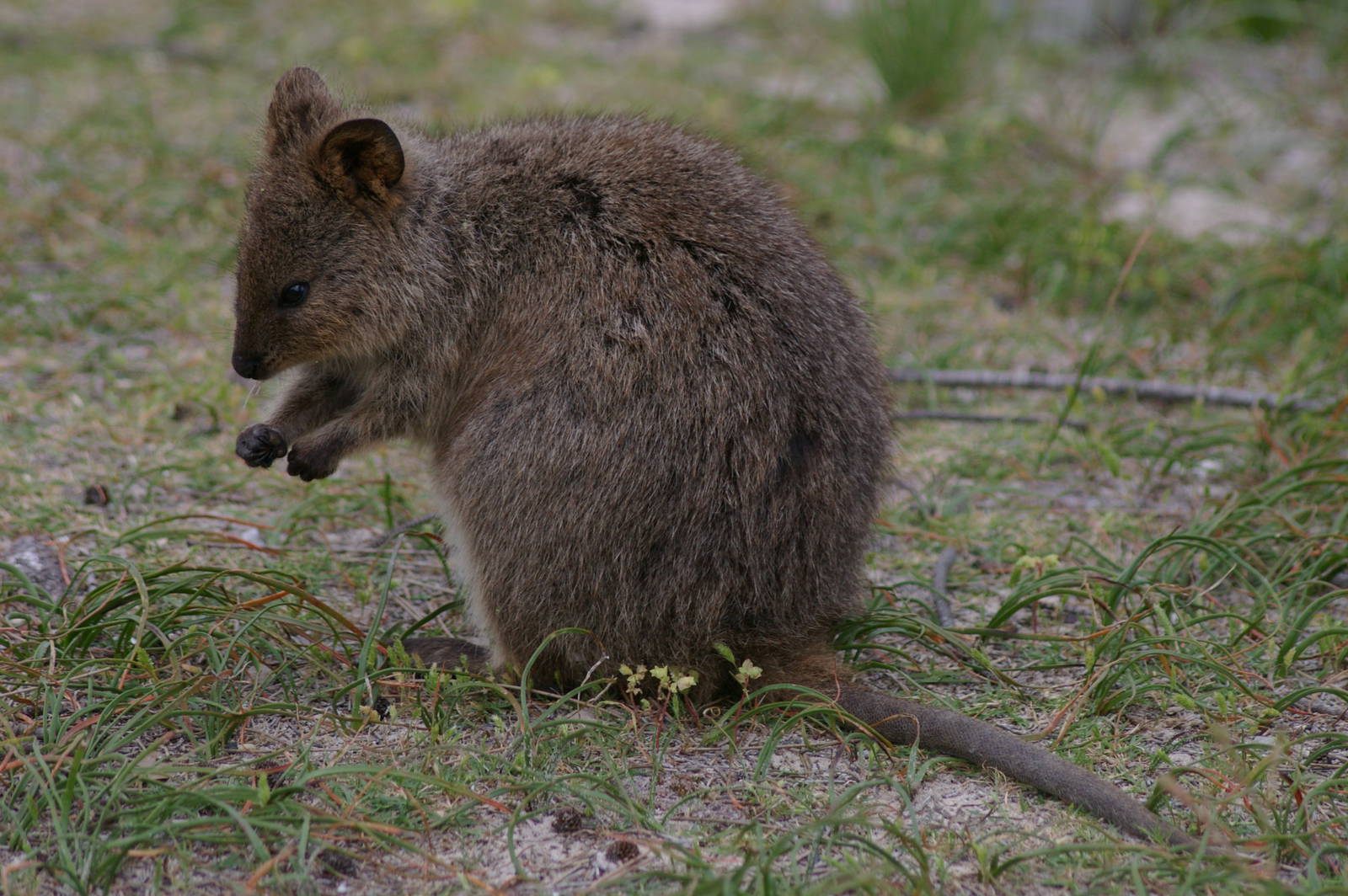 Quokka (Setonix brachyurus)