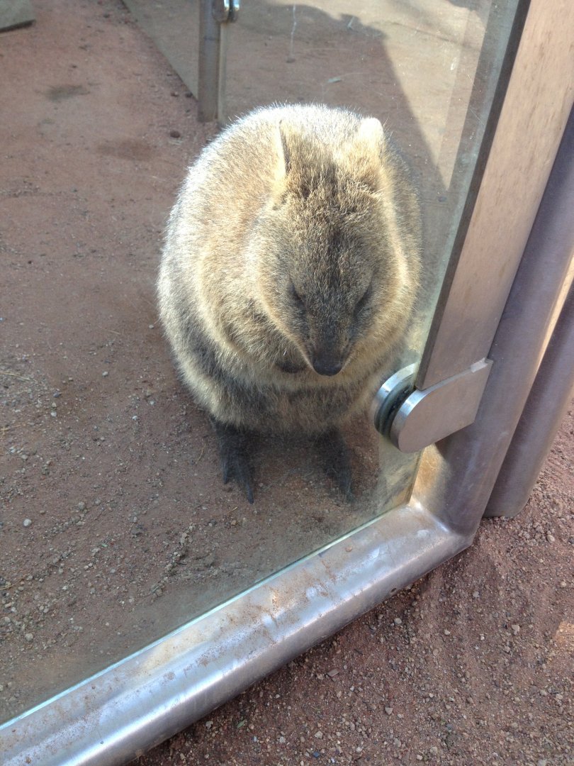 Quokka (Setonix brachyurus)