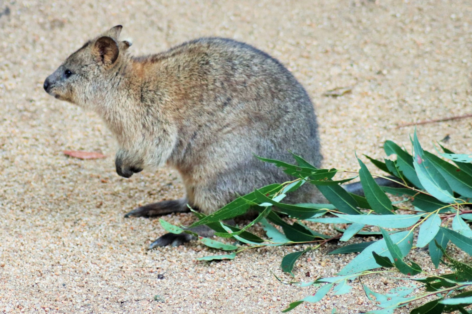 Quokka (Setonix brachyurus)