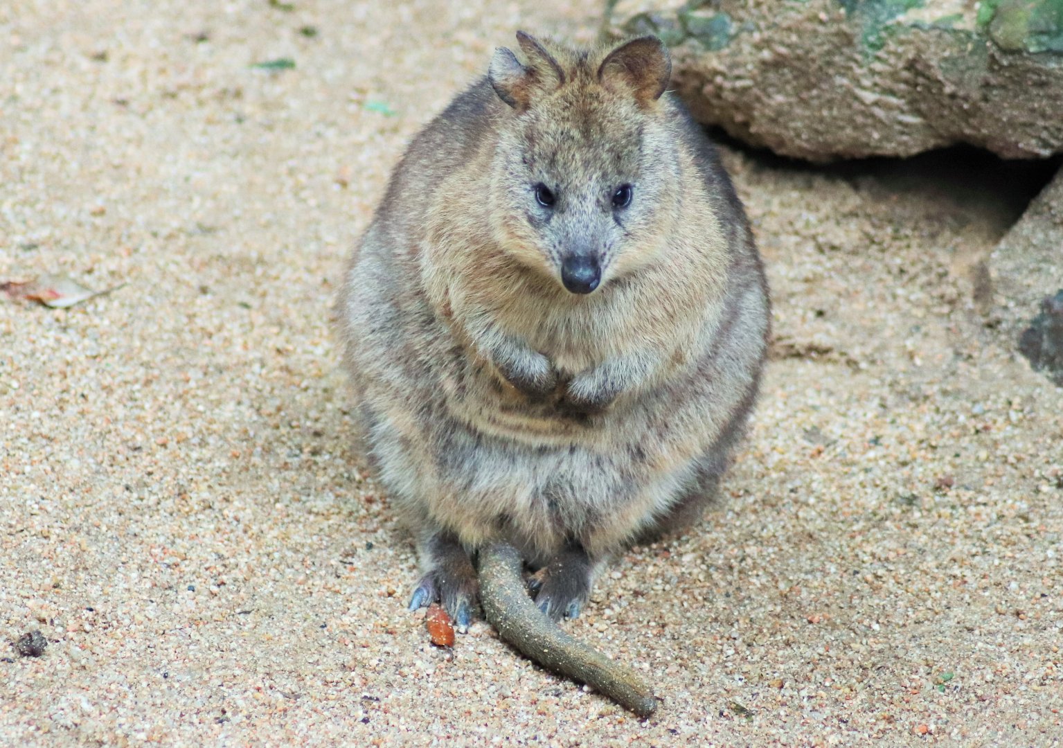 Quokka (Setonix brachyurus)