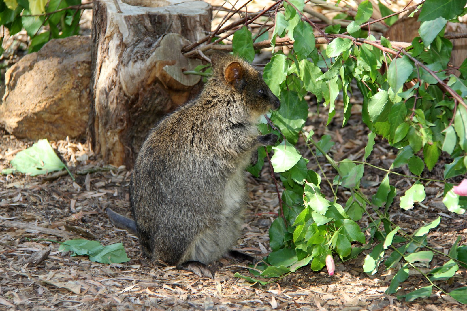 Quokka (Setonix brachyurus)