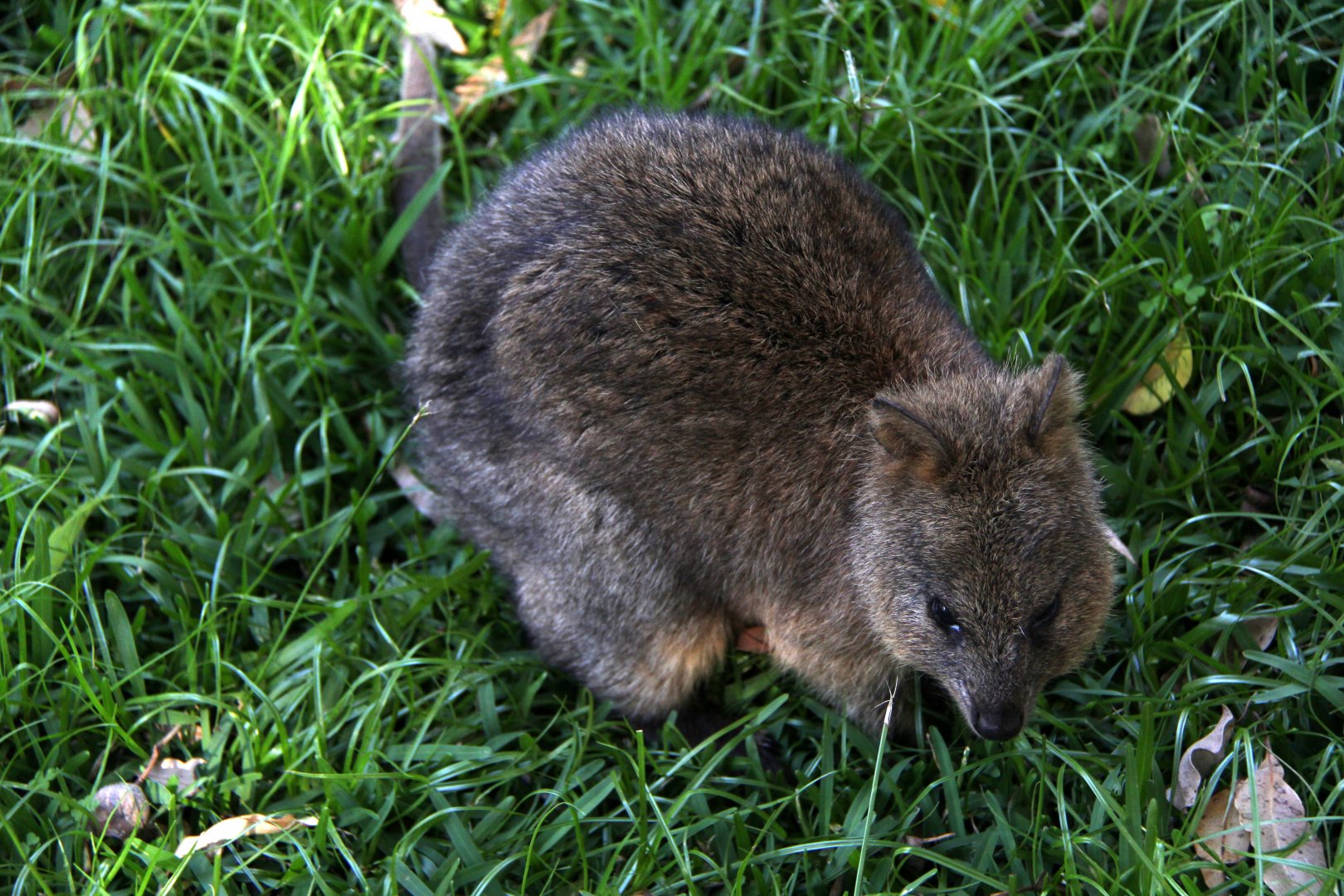 quokka (Setonix brachyurus)