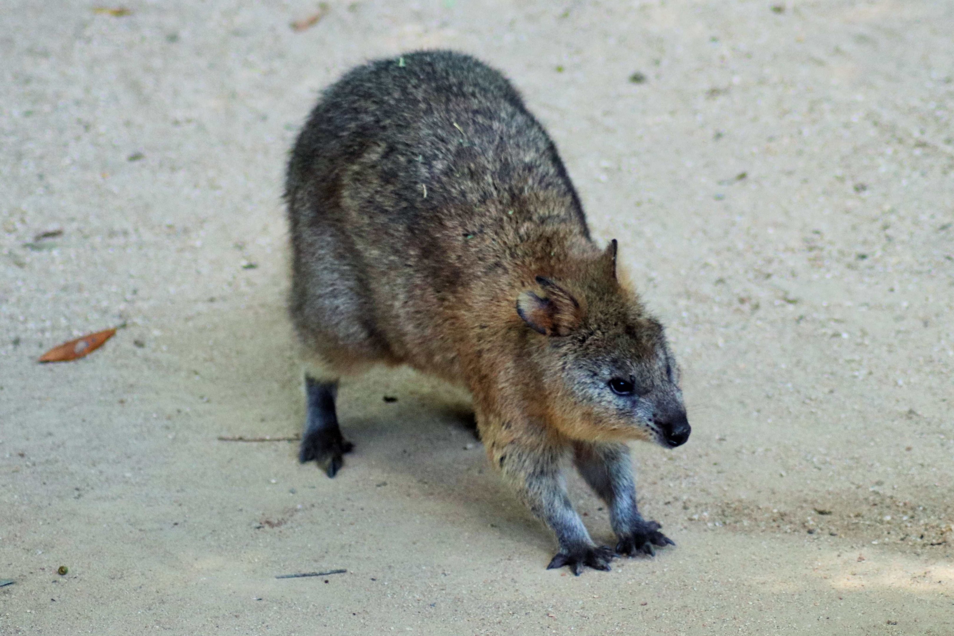 Quokka (Setonix brachyurus)