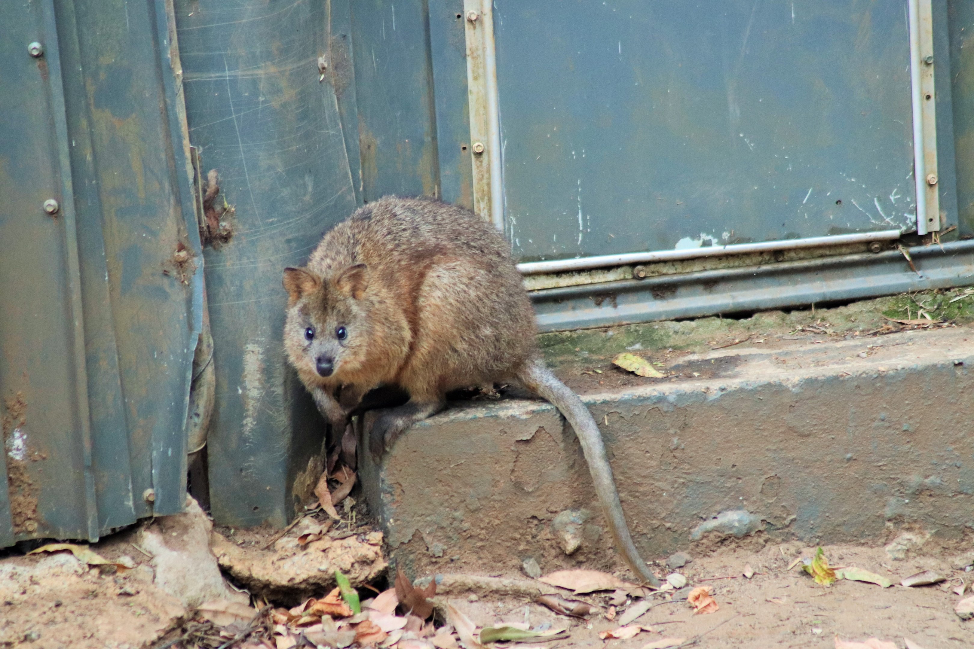 Quokka (Setonix brachyurus)