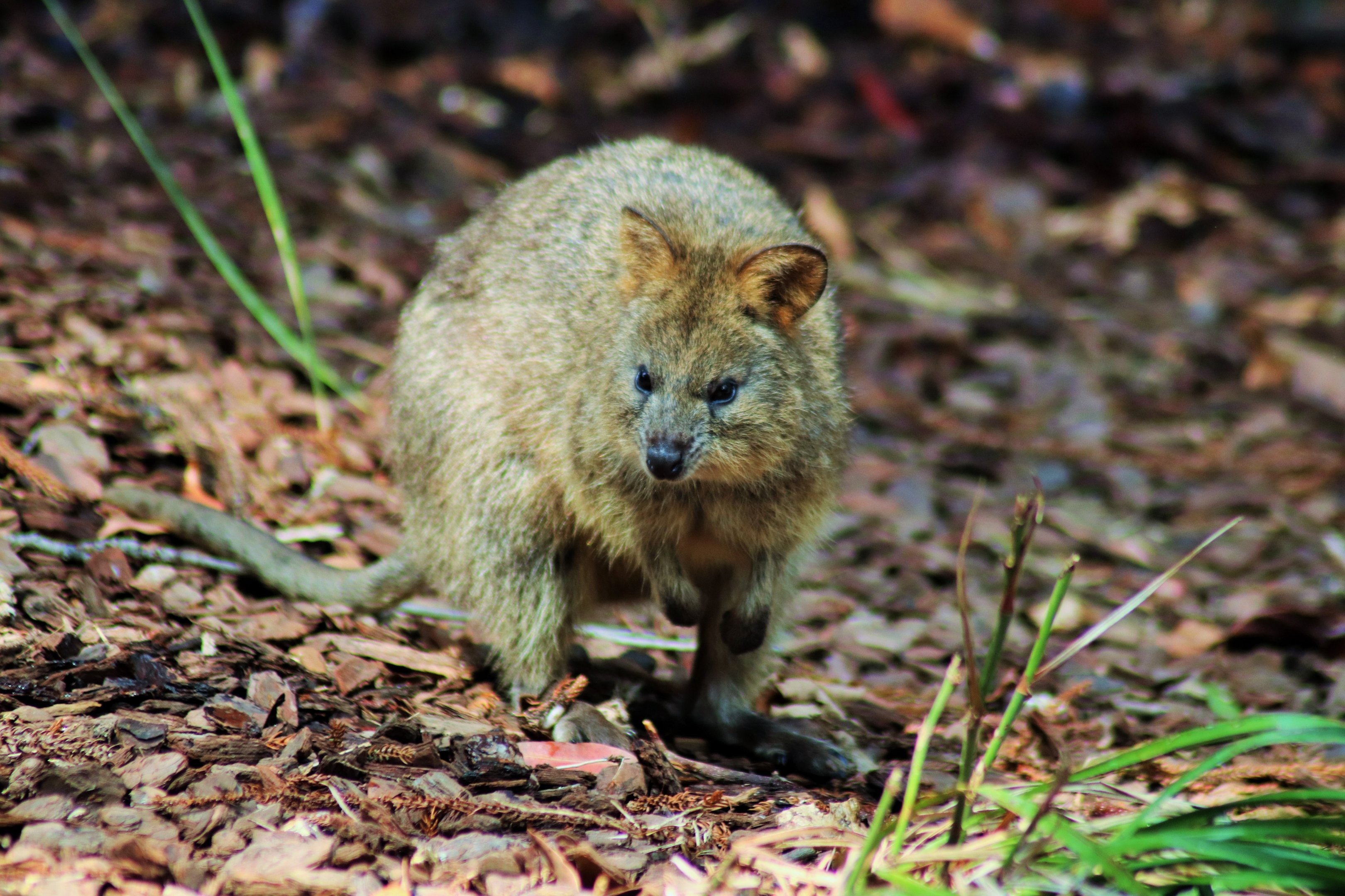 Quokka (Setonix brachyurus)